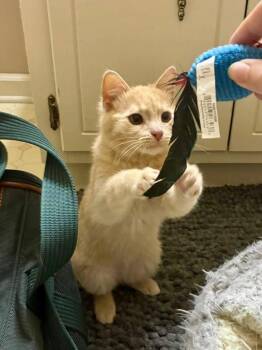 Perry -  Domestic Short Hair Cat for Adoption in Augusta, Georgia - Perry | PetCurious