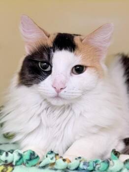 Sunday -  Domestic Medium Hair Cat for Adoption in Menomonie, Wisconsin - Sunday | PetCurious