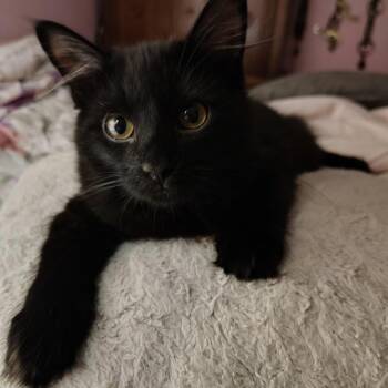 Flower - COURTESY POST -  Domestic Long Hair Cat for Adoption in Fowlerville, Michigan - Flower - COURTESY POST | PetCurious