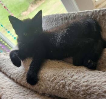 Domestic Short Hair Cats Available for Adoption - Lenoir | PetCurious