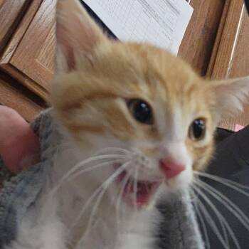 Tumble - 051205U -  Domestic Short Hair Cat for Adoption in Tupelo, Mississippi - Tumble - 051205U | PetCurious
