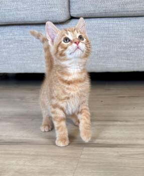 Flint -  Domestic Short Hair Cat for Adoption in Geneseo, Illinois - Flint | PetCurious