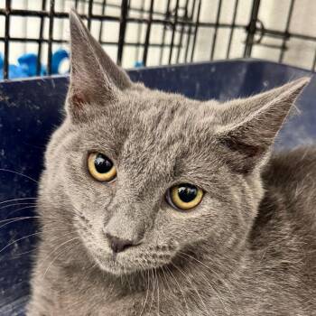 Rory -  Domestic Short Hair Cat for Adoption in Buffalo, New York - Rory | PetCurious