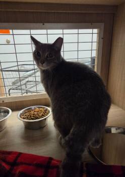 Sassy -  Domestic Short Hair Cat for Adoption in Bossier City, Louisiana - Sassy | PetCurious