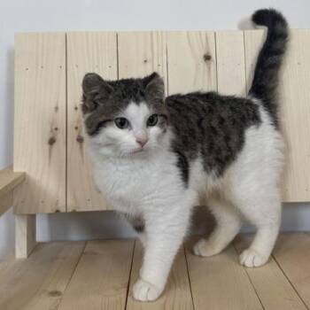Domestic Short Hair Cats Available for Adoption - Kirby | PetCurious
