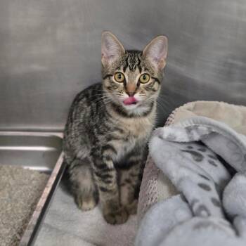 Monarch -  Domestic Short Hair Cat for Adoption in San Jacinto, California - Monarch | PetCurious