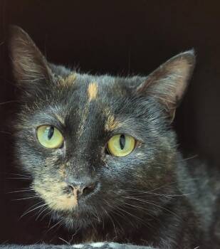 Hazel -  Domestic Short Hair Cat Available for Adoption in Schaumburg, Illinois - Hazel | PetCurious