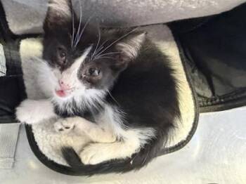 61230975 -  Domestic Short Hair Cat for Adoption in El Paso, Texas - 61230975 | PetCurious