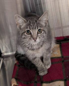 Jessy -  Domestic Short Hair Cat for Adoption in Havre, Montana - Jessy | PetCurious