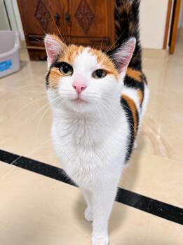 Caralee -  American Shorthair Cat for Adoption in Philadelphia, Pennsylvania - Caralee | PetCurious