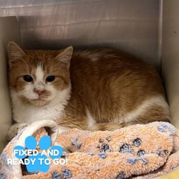 Domestic Short Hair Cats Available for Adoption - O