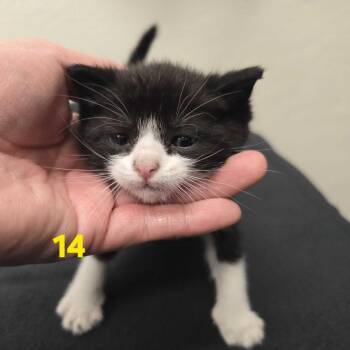 Kalamity -  Domestic Short Hair Cat for Adoption in Spokane, Washington - Kalamity | PetCurious