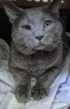 Russian Blue Cats Available for Adoption - NED | PetCurious