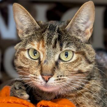 Domestic Short Hair Cats Available for Adoption in Jefferson, Wisconsin - Coletta | PetCurious