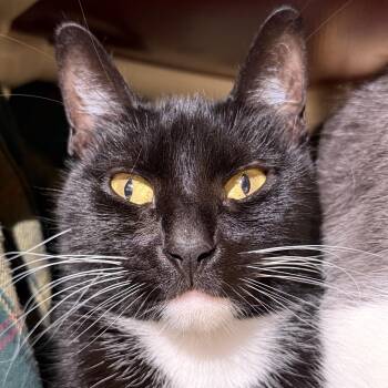 Delia -  Domestic Short Hair Cat for Adoption in Cooperstown, New York - Delia | PetCurious