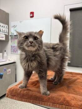 Misty -  Domestic Medium Hair Cat for Adoption in Kansas City, Missouri - Misty | PetCurious