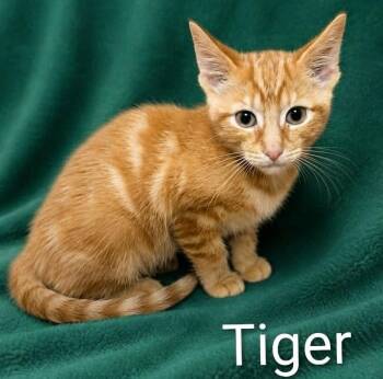 Baby Tiger -  Tabby Cat for Adoption in Wyandotte, Michigan - Baby Tiger | PetCurious
