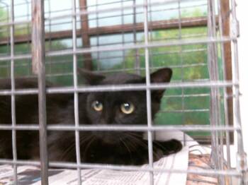 Domestic Short Hair Cats Available for Adoption in Houston, Texas - A2072201 | PetCurious