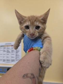 Rohan -  Domestic Short Hair Cat for Adoption in Honolulu, Hawaii - Rohan | PetCurious