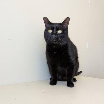 Rescue Domestic Short Hair Cats for Adoption in Morden, Manitoba - Bob | PetCurious