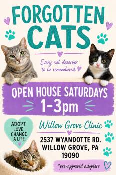 Willow Grove PS October Adoption Events -  Domestic Short Hair Cat for Adoption in Greenville, Delaware - Willow Grove PS October Adoption Events | PetCurious