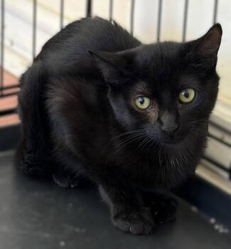 Sylvie -  Bombay and Domestic Short Hair Cat for Adoption in Walnut Creek, California - Sylvie | PetCurious