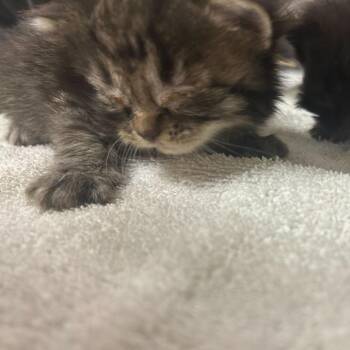 Fanta -  Domestic Short Hair Cat for Adoption in Asheville, North Carolina - Fanta | PetCurious