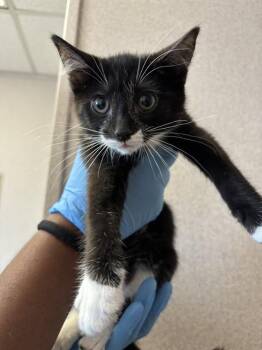 A592274 -  Domestic Short Hair Cat for Adoption in San Bernardino, California - A592274 | PetCurious
