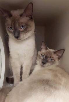 Domestic Short Hair Cats Available for Adoption in Kodiak, Alaska - Ceasar | PetCurious