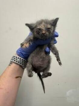 Domestic Short Hair Cats Available for Adoption in Doral, Florida - PIPER | PetCurious