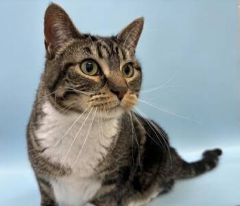 Peanut -  Domestic Short Hair Cat for Adoption in Woodbury, Minnesota - Peanut | PetCurious