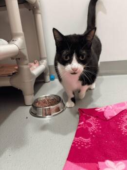 Rescue Domestic Short Hair Cats for Adoption in Boucherville, Quebec - Charlotte | PetCurious