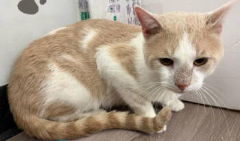 Rescue Domestic Short Hair and Tabby Cats for Adoption in Hazlet, New Jersey - Curly | PetCurious