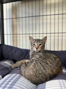 Rescue Domestic Short Hair Cats for Adoption in Myerstown, Pennsylvania - Slider | PetCurious