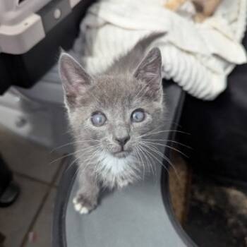 Rescue Domestic Short Hair Cats for Adoption in Westminster, California - Bonobo | PetCurious