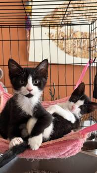 Bugs and Peekaboo -  Domestic Short Hair Cat for Adoption - Bugs And Peekaboo | PetCurious