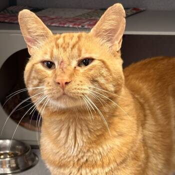Jeremy -  Domestic Short Hair and Tiger Cat for Adoption in Batavia, New York - Jeremy | PetCurious