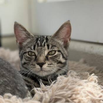 Little Frog -  Domestic Short Hair Cat for Adoption in Gloucester, Virginia - Little Frog | PetCurious