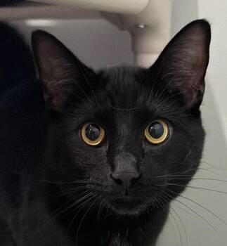 Buzz -  Domestic Short Hair Cat for Adoption in Sault Ste. Marie, Michigan - Buzz | PetCurious