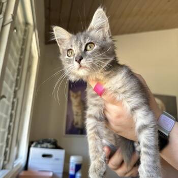 Lint -  Domestic Medium Hair Cat for Adoption in Pacific Grove, California - Lint | PetCurious