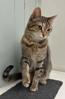 Anna -  Domestic Short Hair Cat for Adoption in Millington, Tennessee - Anna | PetCurious