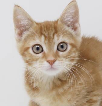 Daffodil is a goofy love muffin - RARE ORANGE FEMALE -  Tabby Cat for Adoption in Bedford Hills, New York - Daffodil Is A Goofy Love Muffin - RARE ORANGE FEMALE | PetCurious