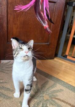 Simon -  Domestic Short Hair Cat for Adoption in Chicago, Illinois - Simon | PetCurious
