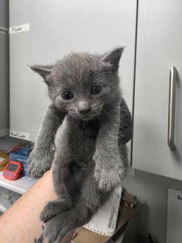 Magenta -  Domestic Short Hair Cat for Adoption in Sevierville, Tennessee - Magenta | PetCurious