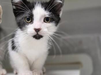 DOMINIC -  Domestic Short Hair Cat for Adoption in Salinas, California - DOMINIC | PetCurious