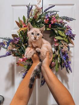 Pine -  Siamese Cat for Adoption in Goodyear, Arizona - Pine | PetCurious