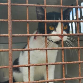 Webber -  Domestic Medium Hair Cat for Adoption in Lake Jackson, Texas - Webber | PetCurious