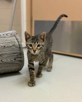 Cassius -  Domestic Short Hair Cat for Adoption in Fremont, Michigan - Cassius | PetCurious