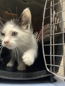 Rescue Domestic Short Hair Cats for Adoption in Fort Worth, Texas - 59704475 | PetCurious