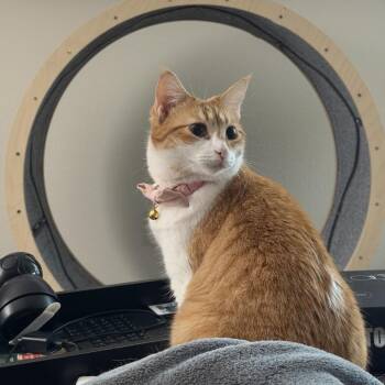 Hana -  Domestic Short Hair Cat for Adoption in Prosper, Texas - Hana | PetCurious